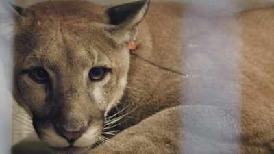 I think we see that in animals
the same we do in people - Path of the Panther