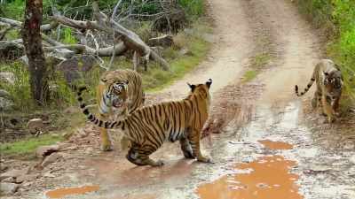 'I think that
most people would prefer - Britain's Tiger Kings - On the Trail with Ross Kemp