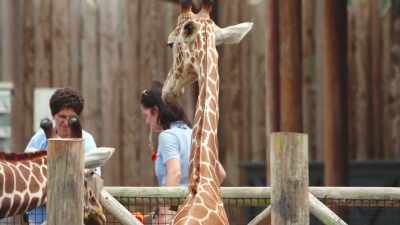 I think they were able
to get out a good chunk - Secrets of the Zoo