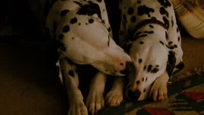 I think we have a problem. - 101 Dalmatians
