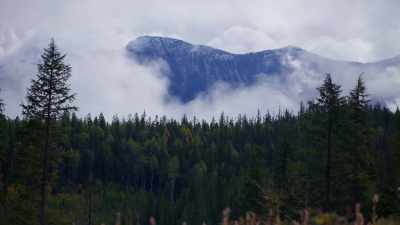 I think Weyerhaeuser celebrated - Trees and Other Entanglements