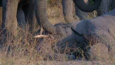 I think what intrigues me most
is, is their relationships - In the Footsteps of Elephant