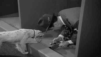 I think this will work, Asta. - Shadow of the Thin Man