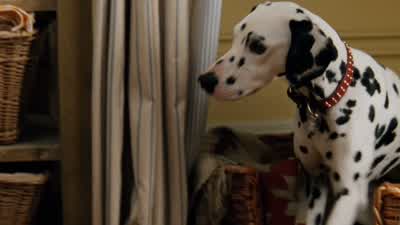 I think you're right, Nanny. - 101 Dalmatians