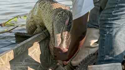 This nine-foot gator
is just what they need - Swamp People