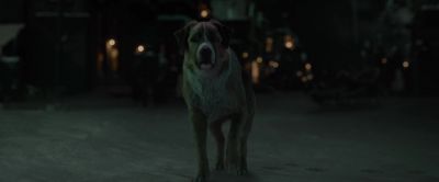 Though I fear
I will never find it. - The Call of the Wild
