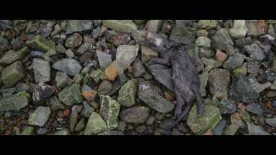 I thought it was Molly
but when I got closer, - Billy & Molly: An Otter Love Story