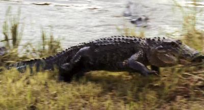 I thought you said there were no crocodiles Those are alligators - The Marine