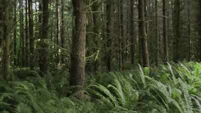 I thought we weren't in a spot
where there's active logging. - Expedition Bigfoot