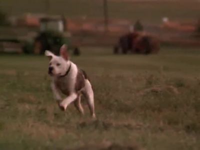 I thought you were gonna stay - Homeward Bound: The Incredible Journey