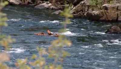 I was thrown from my
improvised raft - Man vs. Wild