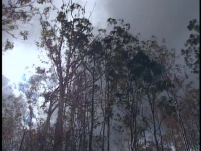       ( thunder rumbling )       - Survivor