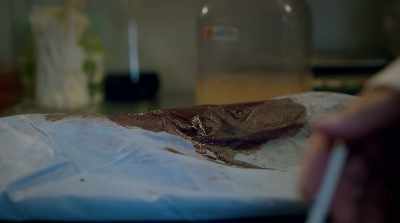 - I had to dissect one of them - Shangri-La: Near Extinction