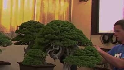 I told him I wanted
to study with him, - Trees and Other Entanglements