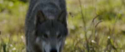 I told Misha
before we went into the enclosure, - Misha and the Wolves
