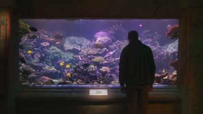 I told them I've got
more aquarium footage, - Ambient Swim