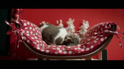 I took her home, - Cat Daddies