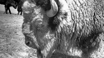 I touched him and I
thought he would be soft, - The American Buffalo
