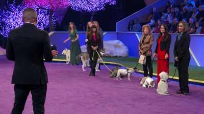 I was truly impressed and inspired - 2022 American Rescue Dog Show
