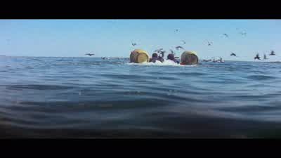 I used to hate the water. - Jaws