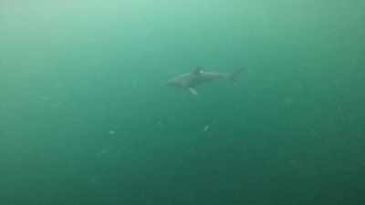 Şi vedem cum putem colabora - Baby Sharks