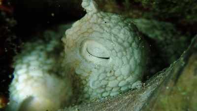 I was very relieved
that she was alive, breathing. - My Octopus Teacher
