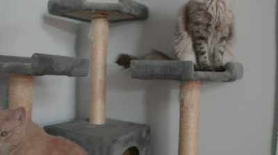 I was volunteering at an
animal shelter for a while. - Stripped: Los Angeles