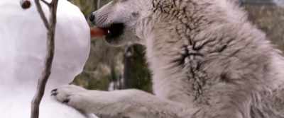 I want you to make me a promise. - The Wolf and the Lion