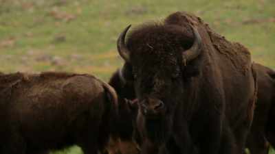 I want
your boy to tell stories. - The American Buffalo