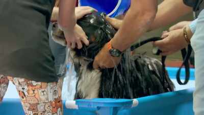 I WAS GLAD I HAD
THE SWIMMING TRUNKS ON - Mythbusters Jr.