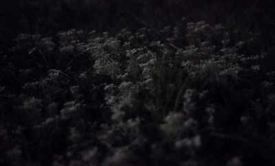 I was watching
as the grass - Geographies of Solitude