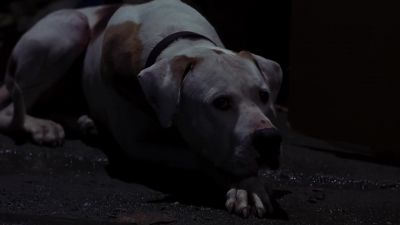 I welcome danger with open paws - Homeward Bound II: Lost in San Francisco