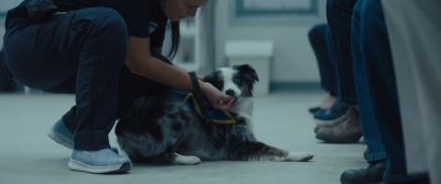 Why is he getting treats? - A Dog's Journey
