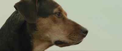 I will always be your mother cat. - A Dog's Way Home