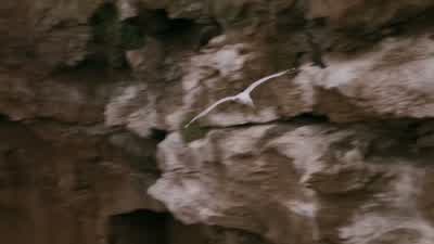 I wish I was a seagull. - Anne with an E