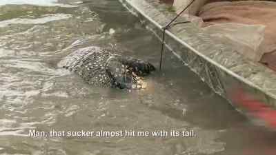         With another beast
        on their line, - Swamp People