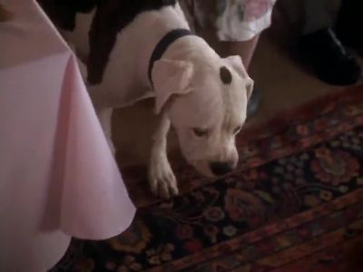 I wonder if I could have that dog stuffed - Homeward Bound: The Incredible Journey