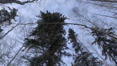 I would guesstimate this
tree to be 90 foot tall. - Life Below Zero: Next Generation