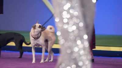 I would not want to be the judge
in this situation. - 2022 American Rescue Dog Show