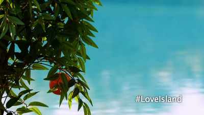 IAIN: It's the morning
after the Islanders' - Love Island