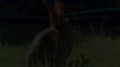 IAIN: Look at its little nose
twitching. - Love Island