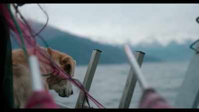 Ice is always concentrating
when he's on the boat. - Dogs