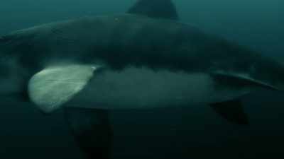 Ichthyosaurs also lived
in the open seas, - Attenborough and the Sea Dragon