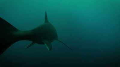 Ichthyosaurs, unlike dolphins,
also had back paddles. - Attenborough and the Sea Dragon