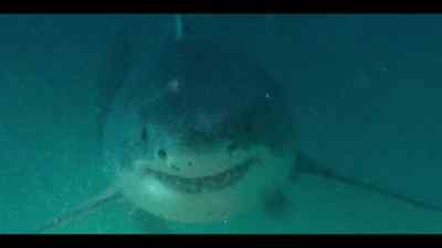 Ideal conditions
for the great white shark. - Our Oceans