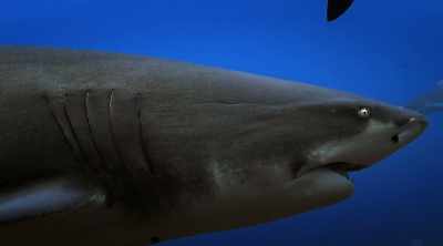 If a lemon shark is
capable of such behavior, - Shark Attack Files