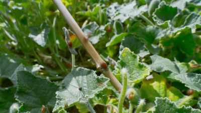 If a seedling germinates close to
its parent, - The Green Planet