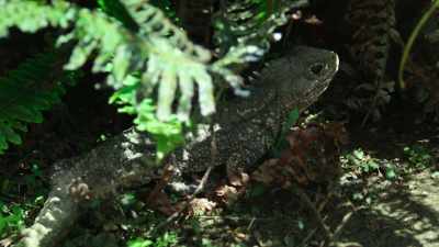 If a species like this can survive - Modern Dinosaurs