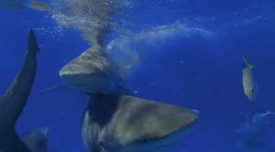 If a weightlifter could
exert such a force they'd be - Shark Attack Files