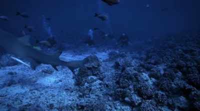 If your aim is even
a little bit off, - Shark Attack Files